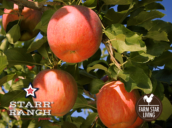 Organic Apples from Starr Ranch® Growers w/ Farm Star Living